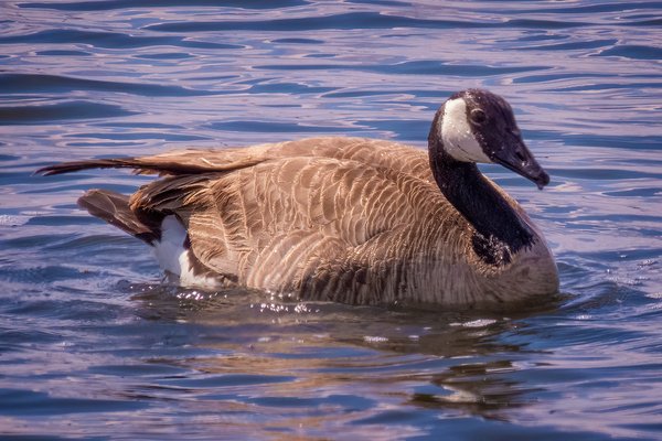 This Goosey is Loosey, Gray Park, Strathmore, Alberta. 2023-05-11