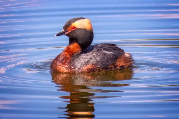 Horned Grebe, Gray Park, Strathmore, Alberta. 2023-05-11