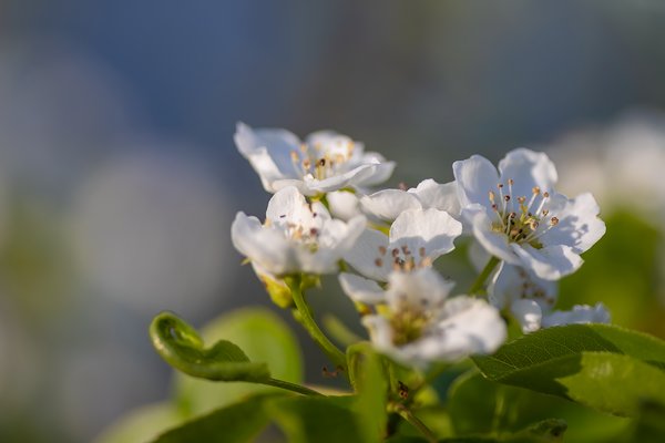 A few more apple blossoms, Birth Forest, Strathmore, Alberta. 2023-05-13