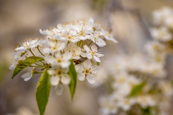 Don't get your blossoms in a bunch, Parkwood Park, Strathmore, Alberta. 2023-05-14