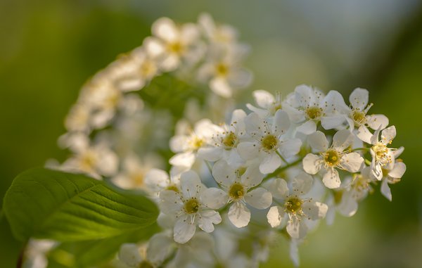 Even More Mayflower Blossoms, My Back Yard, Strathmore, Alberta. 2023-05-15