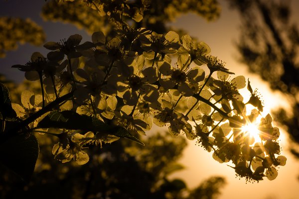 Sun Blossom in the Mayflower Blossoms, My Back Yard, Strathmore, Alberta. 2023-05-15