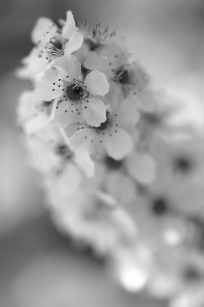Mayflower in Monochrome, My Back Yard, Strathmore, Alberta. 2023-05-15