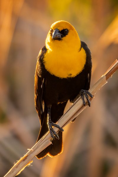 Mellow Yellow, Gray Park, Strathmore, Alberta. 2023-05-15