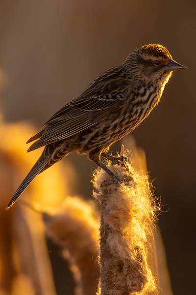 Sentinel, Gray Pond, Strathmore, Alberta. 2023-05-15