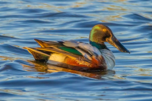Duck and Cover, Gray Pond, Strathmore, Alberta. 2023-05-15