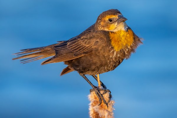 Lady Yellow-headed Blackbird Braving the Wind, Gray Pond, Strathmore, Alberta. 2023-05-15