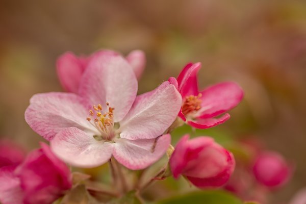 Pink Blossom, Main Street, Strathmore, Alberta. 2023-05-17