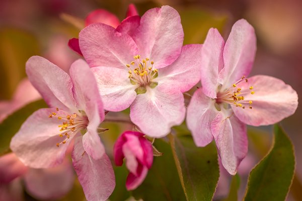 Thinking Pink, Main Street, Strathmore, Alberta. 2023-05-17