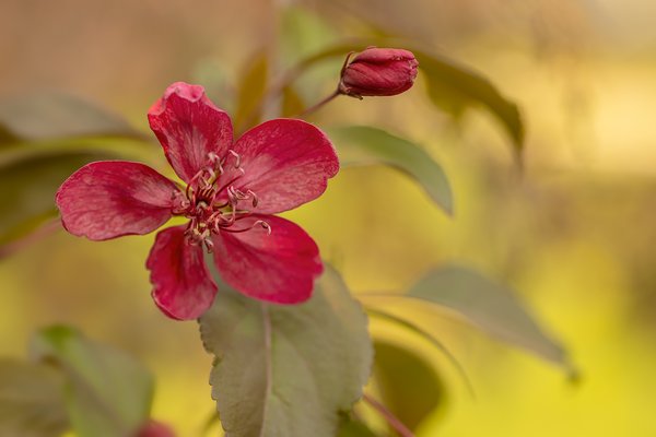 Crab Apple Blossom (Landscape), My Back Yard, Strathmore, Alberta. 2023-05-18