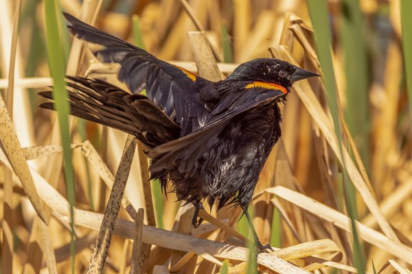 Red-winged Blackbird caught in the middle of cleaning itself, Kinsmen Park, Strathmore, Alberta. 2023-05-23