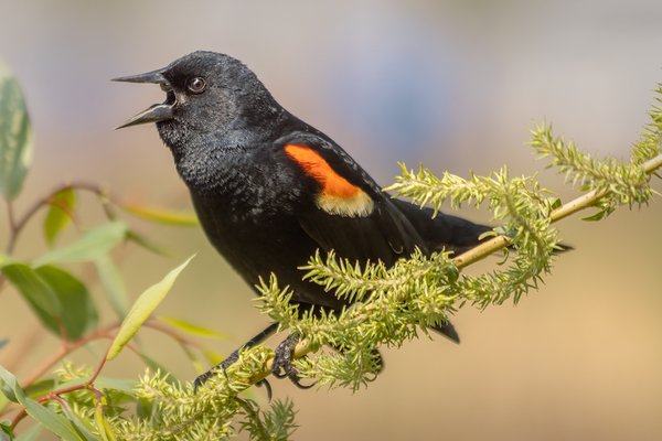 Red-winged Blackbird Giving Pedestrians Hell, Kinsmen Park, Strathmore, Alberta. 2023-05-26