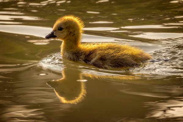 Gosling on the go, Irrigation Canal along Thomas Drive, Strathmore, Alberta. 2023-05-26