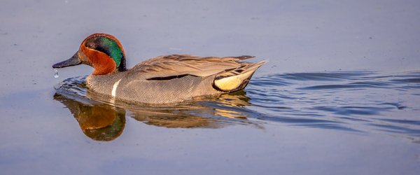Male Green-winged Teal, Gray Pond, Strathmore, Alberta, 2023-05-26