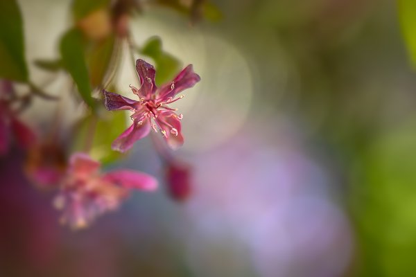 Fading Apple Blossom, My Back Yard, Strathmore, Alberta, 2023-05-28