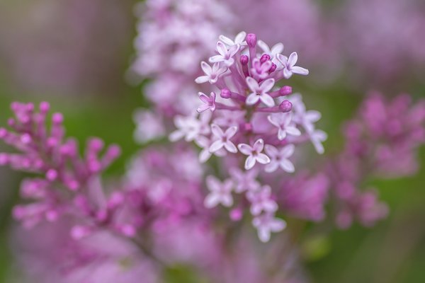 Lilacs Flexing, My Front Yard, Strathmore, Alberta, 2023-05-31