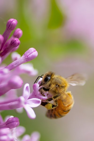 Won't you bee my honey, My Front Yard, Strathmore, Alberta. 2023-06-05