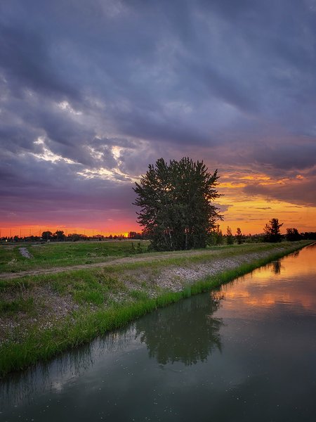 Tree Reflected, Irrigation Canal North of Tom Sadler Bridge, Strathmore, Alberta. 2023-06-08