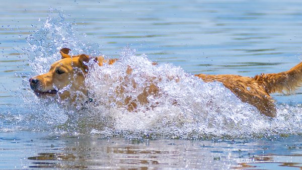 That wet dog smell, Chestermere, Alberta, 2023-06-29