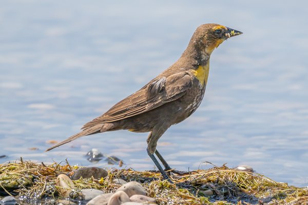 Serious beak cooties, Chestermere, Alberta, 2023-06-29