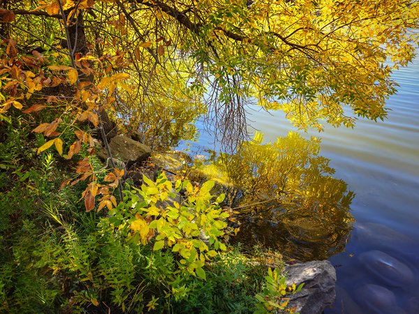 Gold Rush, Kinsmen Lake, Strathmore, Alberta, 2023-09-14