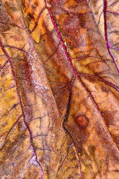 The Main Vein, Our Front Yard, Strathmore, Alberta, 2023-09-17