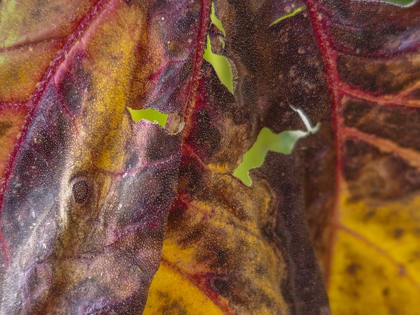 Dying Sunflower Leaf, Our Front Yard, Strathmore, Alberta, 2023-09-17