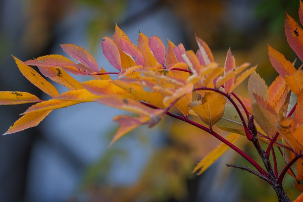 Mountain ash showing its colours, My Back Yard, Strathmore, Alberta, 2023-10-08