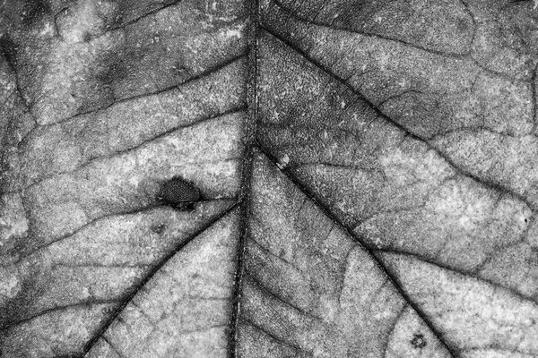It's not the years, it's the miles, My Front Yard, Strathmore, Alberta, 2023-10-08