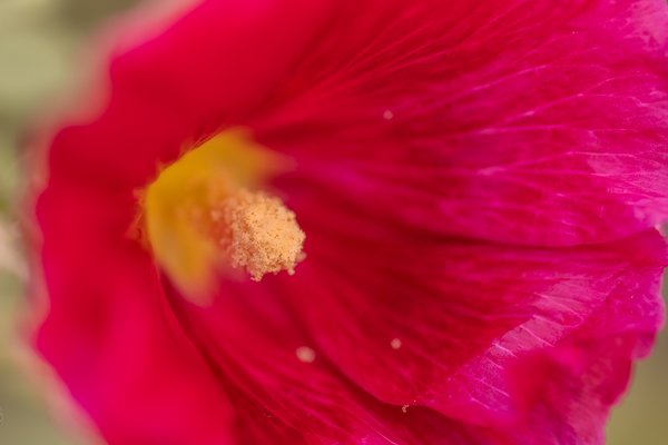 October hollyhock blossom, My Back Yard, Strathmore, Alberta, 2023-10-08