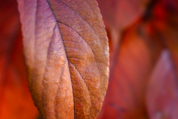 So angry his veins stood out, My Back Yard, Strathmore, Alberta, 2023-10-08