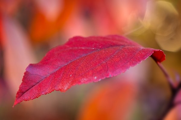 Better red than dead, My Back Yard, Strathmore, Alberta, 2023-10-08