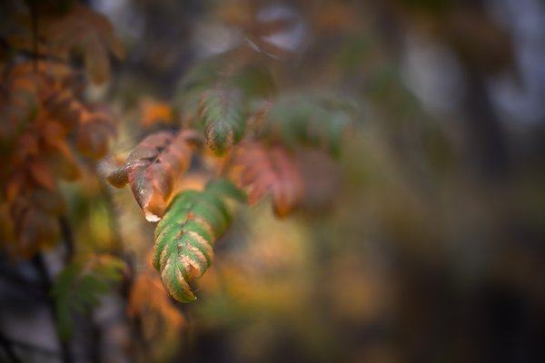 My photography lacks depth, TTArtisan 50mm f.14 Tilt lens test, Strathmore AB, 2023-10-22