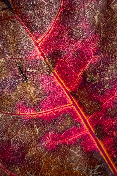 Arterial bleeding, My Back Yard, Strathmore AB, 2023-10-22