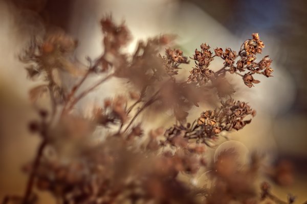 Dead potentilla, My front flowerbed, Strathmore AB, 2023-11-05