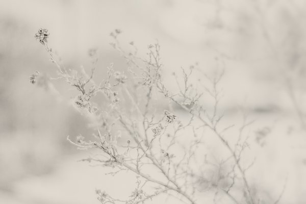 Leftovers, My Front Yard, Strathmore, Alberta. 2023-12-11