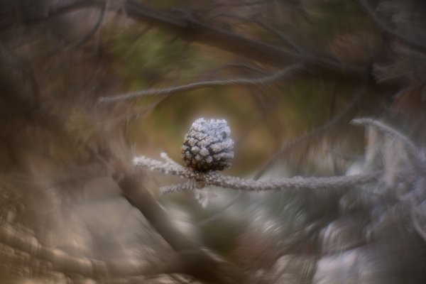 Sno Cone, Helios 44m-2 with reversed front element, Strathmore, Alberta, 2023-12-22