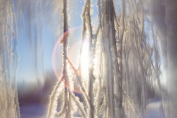 Frosted off, Helios 44m-2 with reversed front element, Strathmore, Alberta, 2024-01-04
