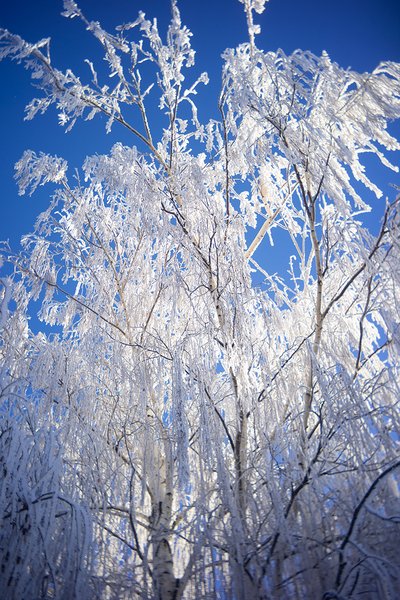 Showing off my new coat, Kokak Pancake Lens for Canon RF, My front yard, Strathmore, Alberta, 2024-01-04