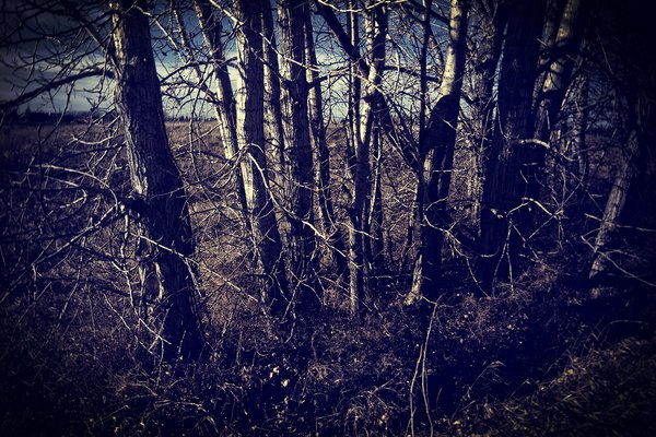Time to consider branching out, Strathmore, Alberta, 2024-02-01