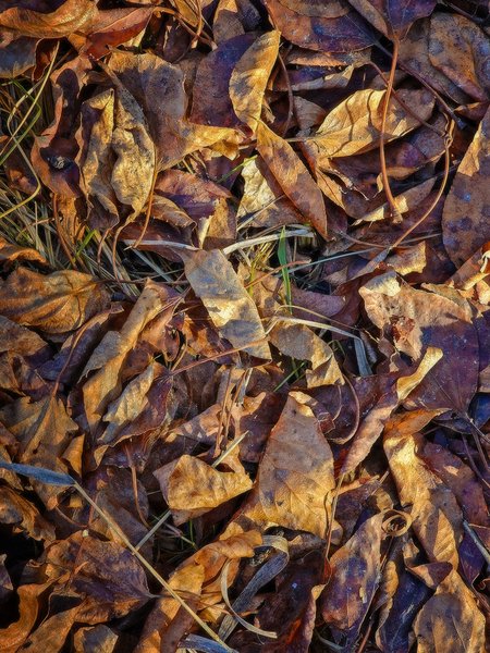 Leave the bodies where they lie, Strathmore, Alberta, 2024-02-02
