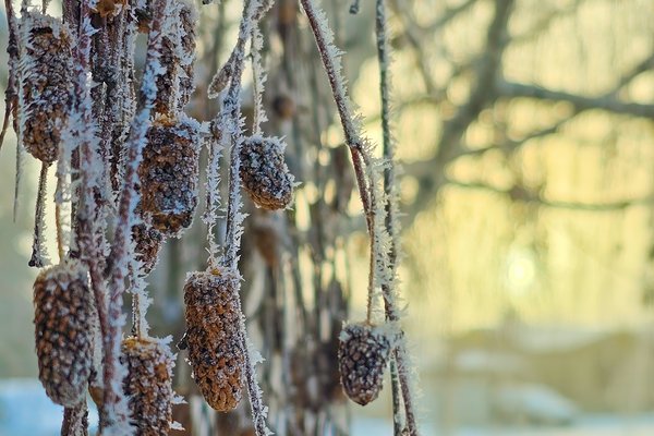 Frost on the willow pods, Thornbriar Green, Strathmore, Alberta, 2024-02-05