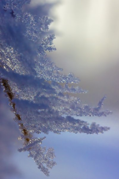 Sugar crystals of a sort, Thornbriar Green, Strathmore, Alberta, 2024-02-05