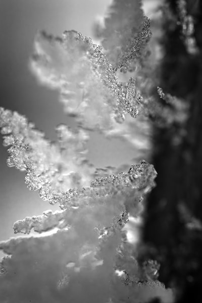 Angel wings, Thornbriar Green, Strathmore, Alberta, 2024-02-05 (B&W)