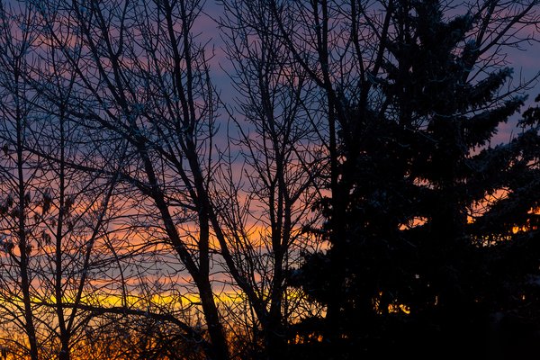 Always look past the obstacles, Thornbriar Green, Strathmore, Alberta, 2024-02-10