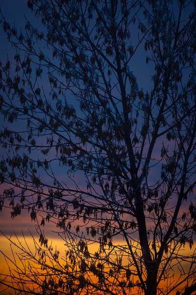 Sunset Silhouette, Portrait, Thornbriar Green, Strathmore, Alberta, 2024-02-10