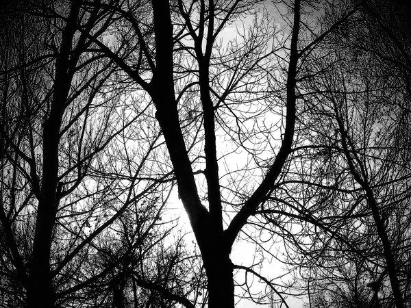 That creeping dread, Ilford 200 SFX simulation, Lambert Park, Strathmore, Alberta, 2024-02-11