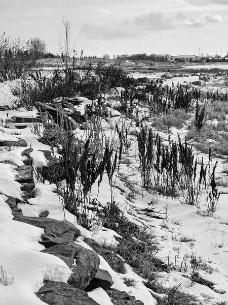 I used to be pretty, Gray Park, Strathmore, Alberta, 2024-02-14