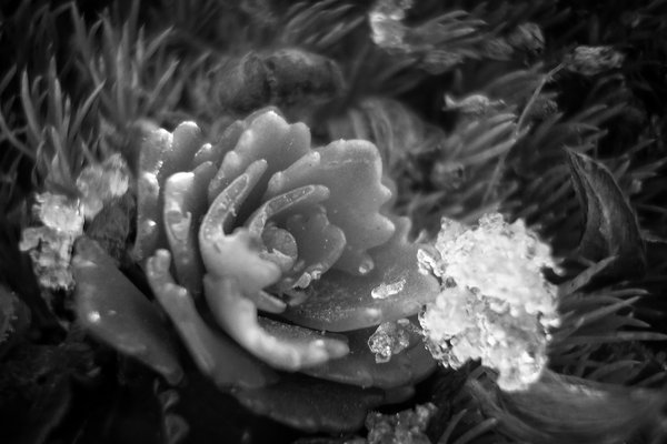 Flower on ice, Our front flower bed, Strathmore, Alberta, 2024-02-18 (B&W)