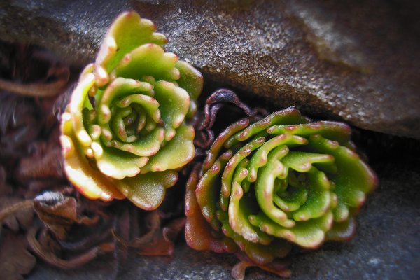 Peeking Rose Carpet Creeping Sedum, Our front flower bed, Strathmore, Alberta, 2024-02-18